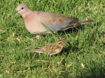 Laughing dove and pintailed whydah in winter plumage