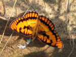 Spotted joker butterfly