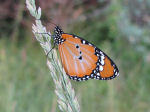 African monarch butterfly