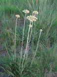 Helichrysum coriaceum