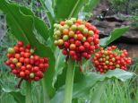 Scadoxus puniceus berries