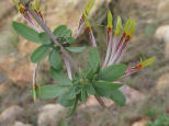 Tapinanthus natalitius